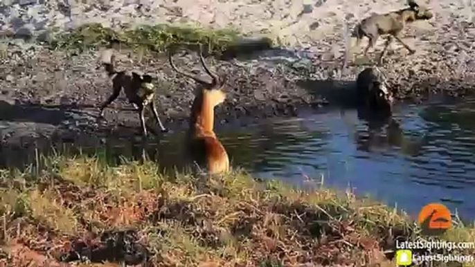 Hyenas Steal Wild Dog Kill in Epic Battle - Twice!