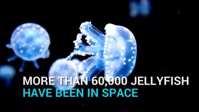 What you need to know about jellyfish