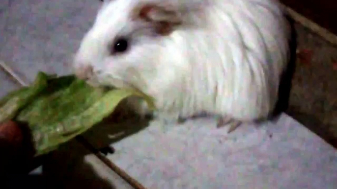 ֎ Healthy Meal for this Cute Guinea Pig ֎ | Pet Guinea Eating Lettuce