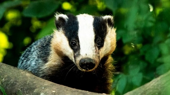 TalkRadio with Matthew Wright 9Sep19 - badger cull