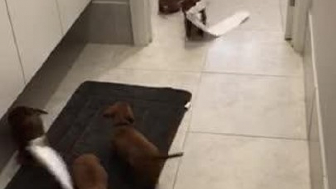 Puppies Tear Toilet Paper Down and Scatter it Outside Toilet