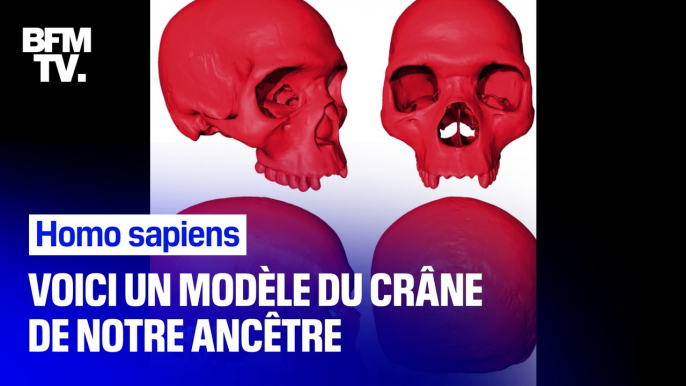 Ce paléontologue a modélisé le crâne de l’homo sapiens, notre ancêtre commun