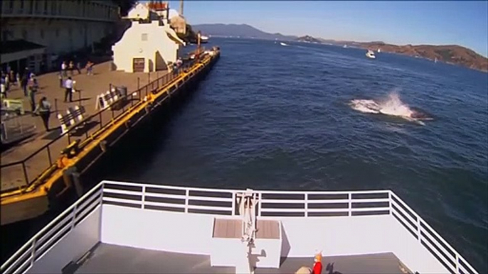 Un grand requin blanc ne fait qu'une bouchée d'une otarie