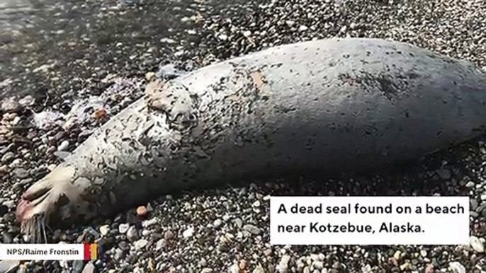 NOAA Raises Alarm After 282 Seals Found Dead