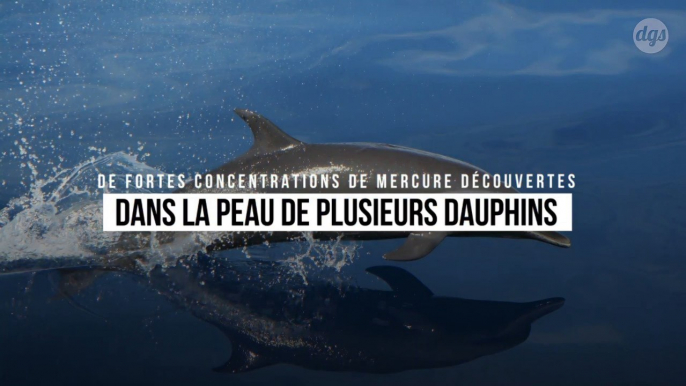 De fortes concentrations de mercure découvertes dans la peau de plusieurs dauphins