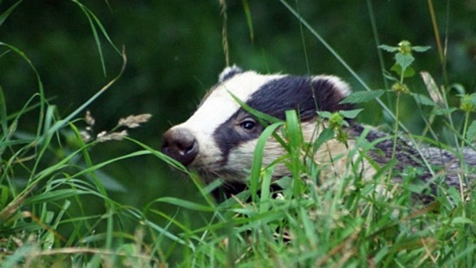 TalkRadio with Penny Smith 15Sep19 - badger cull