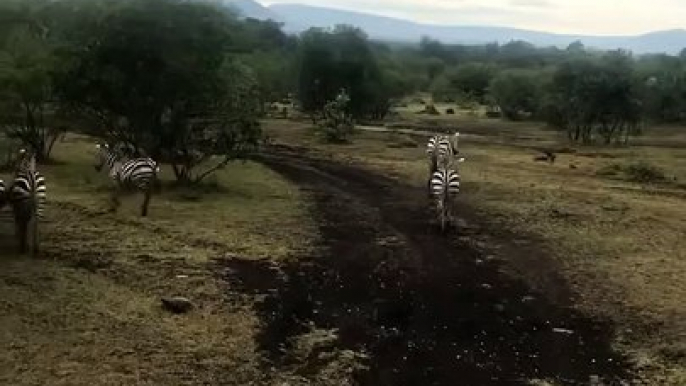 Zebras, Zebras