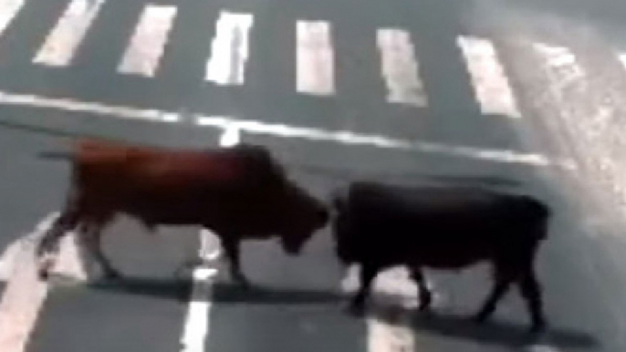 Dos furibundos toros se dan de cornadas en una autopista china y hacen huir a los coches en tránsito