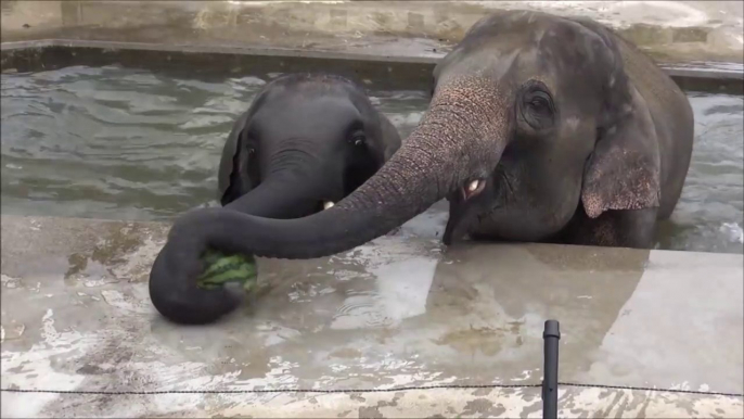 Les éléphants adorent les pastèques... la preuve