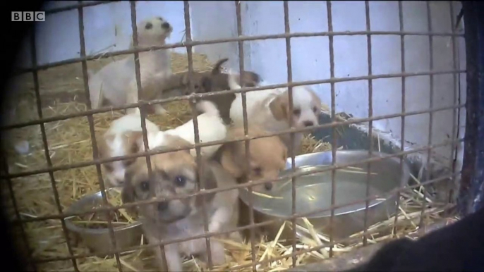 BBC Wales Investigates_ Inside the UK's Puppy Farm Capital 30Sep19