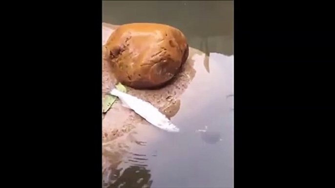 Une tortue vient aider un poisson coincé hors de l'eau