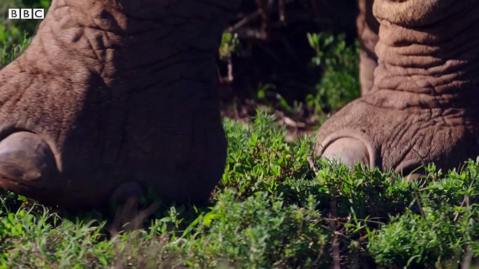 South Africa's Strongest Animals - Wild Lands- South Africa - BBC Earth