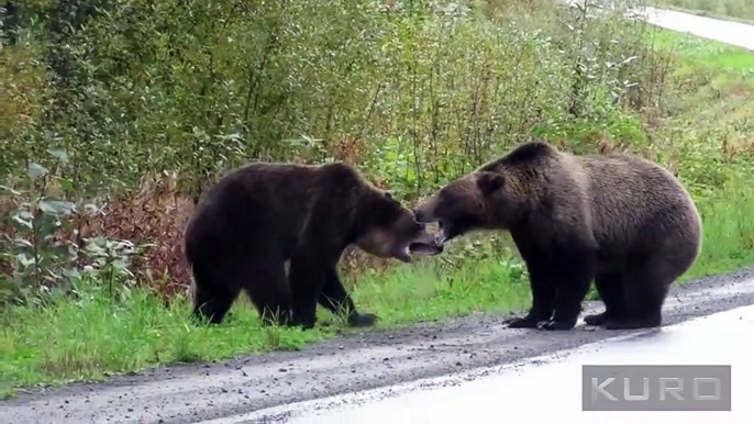 Un duel impression entre deux grizzlis - Canada