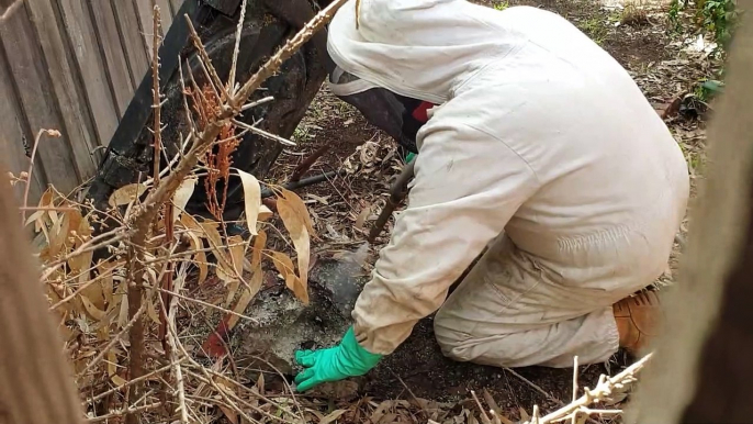 Wasp Nest Removal by Protech Pest Control in Ground