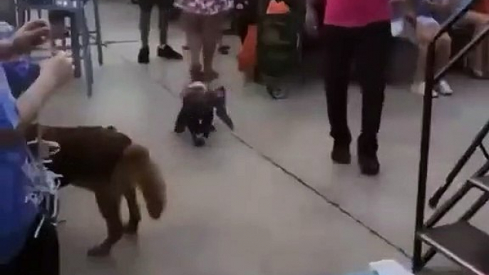 vous n'allez pas en revenir quand vous saurez qui se cache derrière ce costume... Sans doute le plus mignon costume de chien d’Halloween que vous ne verrez jamais!