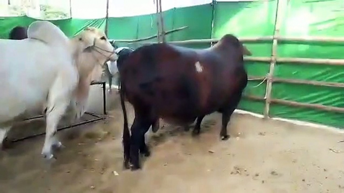 EID UL ADHA 2019 - BAKRA EID PAKISTAN Beautiful Bulls For Qurbani 2019 In Karachi