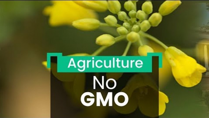 No-Go for GM Crops