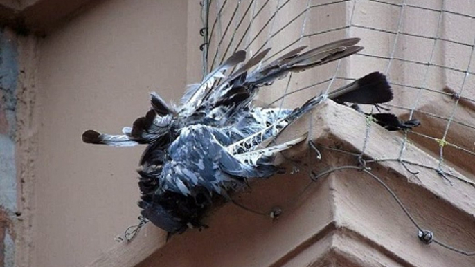 BBC Radio Lincolnshire - Scott Dalton 10Oct19 -  pigeon netting on Louth Town Hall