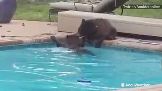 Pool party! Bears take a dip in backyard swimming pool