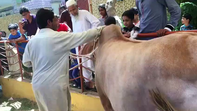 EID UL ADHA 2019 - BAKRA EID PAKISTAN Beautiful Bulls For Qurbani 2019 In Karachi