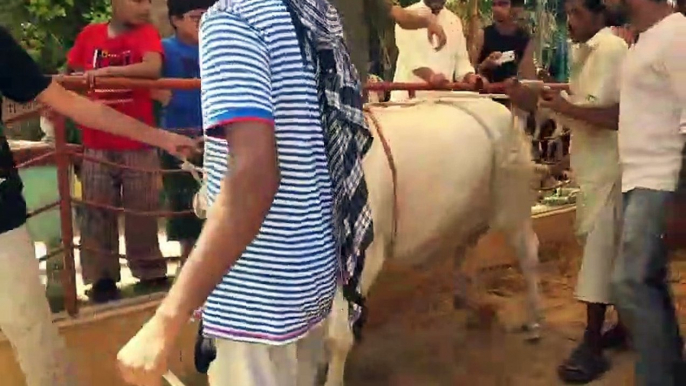 EID UL ADHA 2019 - BAKRA EID PAKISTAN Beautiful Bulls For Qurbani 2019 In Karachi