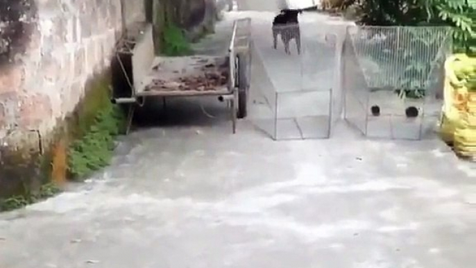 Il veut tester et vérifier si son chien lui sauvera la vie