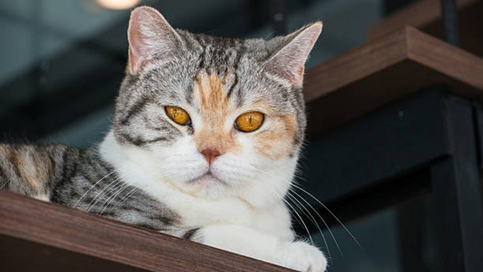 Die Katzenrasse mit den wenigsten Gesundheitsproblemen