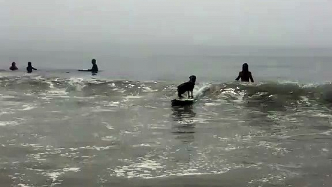 Une véritable prouesse ! Un chien fait du surf sur une vague. Mais quel exploit !