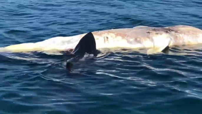 Un grand requin blanc vient faire un festin sous les yeux des pecheurs