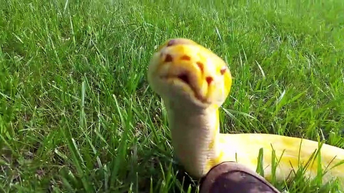 Ce serpent jaune est trop mignon : python birman
