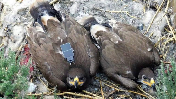 Text Messages Sent By Roaming Eagle Lead To Large Phone Bill