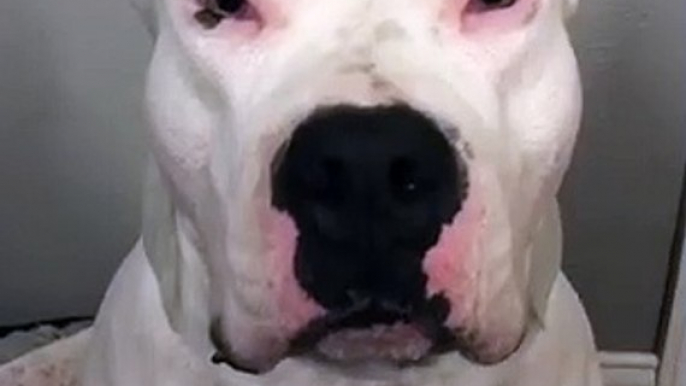 Faux cils : ce gros Bulldog a un style d'enfer !