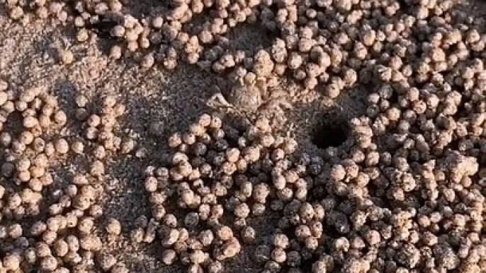 Crabs Create Village of Sand Balls