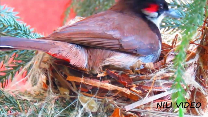 Bulbul bird making beautiful nest...!!! (Pycnonotus jocosus)