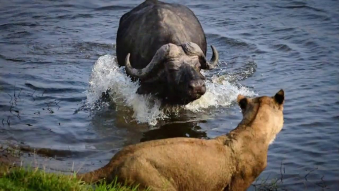 Chobe National Park - Lions attack Buffalo| Lions Pride Attack On Buffalo| Single Buffalo Against Pride Of Lions