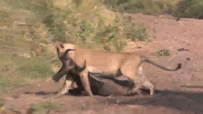 Migration Lion Kill Masai Mara Kenya 2020 | Lion Kill Wildebeest In Masai Mara River Crossing Migration |Lion Attack Wildebeest Masai Mara River |Lion Killing Wildebeest Masai Mara River Migration