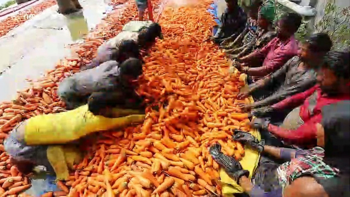 I carrot believe how clean these are! Bangladeshi workers clean veg in vigorous fashion