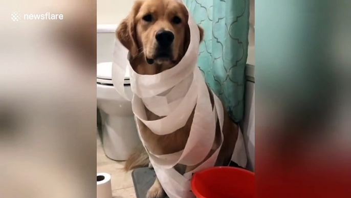 Cute dog dresses up as toilet paper ghost for Halloween trick-or-treating