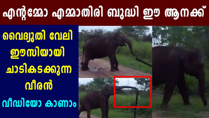 Clever Elephant Took Away The Electric Post | Oneindia Malayalam