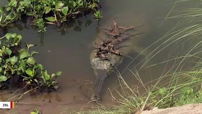 This Image Of Baby Crocodiles Hitching A Ride Is Something