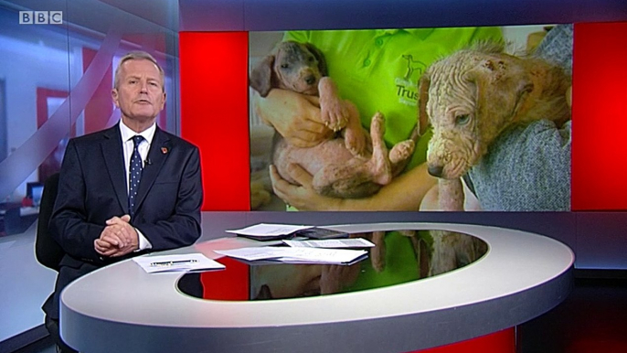 BBC1_Look North (East Yorkshire & Lincolnshire) 6Nov19 - 2 dogs dumped on a Lincolnshire beach