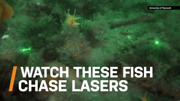 How Scientists Are Using Lasers to Map Fish Territories