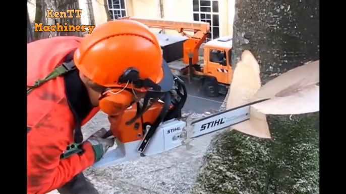 Amazing Easily Fastest Skill Felling Cutting Big Tree Chainsaw Turbo Machines Wood Working