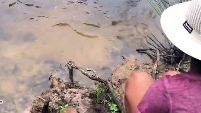 Feeding Baby Alligators