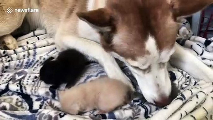 'It just felt like a magical moment': Husky's maternal instincts kick in while caring for trio of two-week-old rescue kittens