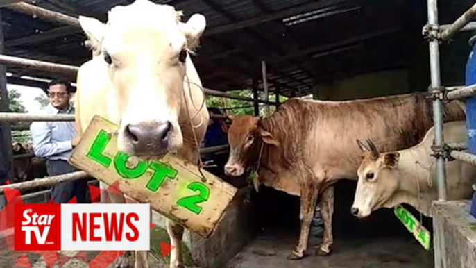 Two men spend RM13,000 to save auctioned animals