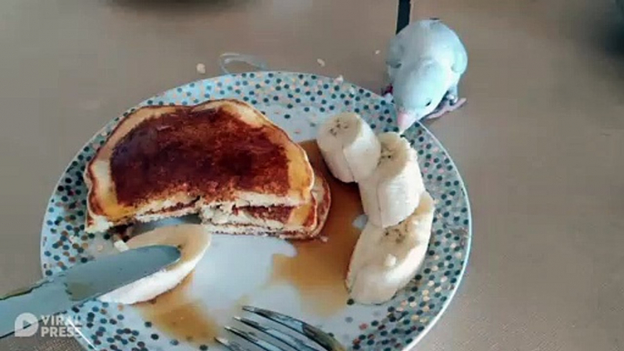 Cheeky Bird Steals Banana Pancakes