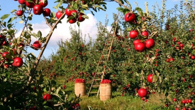 Rüyada meyve görmek! Rüyada karpuz görmek, rüyada elma görmek, rüyada zeytin görmek, rüyada üzüm görmek, rüyada üzüm yemek, rüyada incir görmek nedir