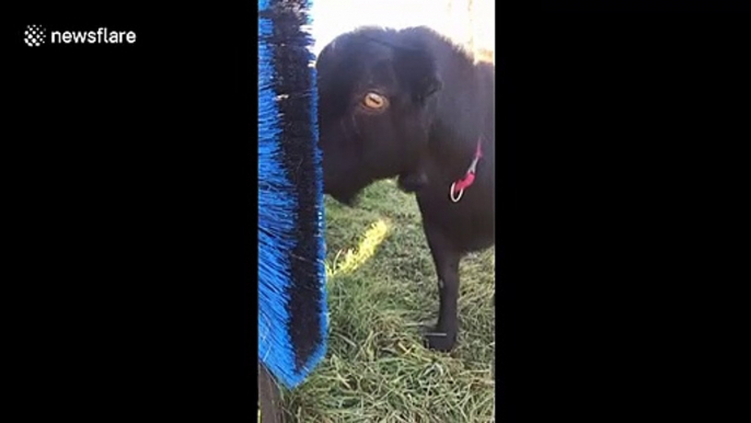 Adorable goat uses wall-mounted brush to scratch head