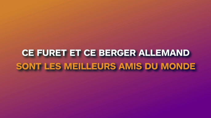 Ce furet et ce berger allemand sont les meilleurs amis du monde !